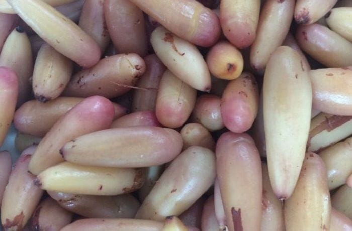 Receta de piñones chilenos en escabeche