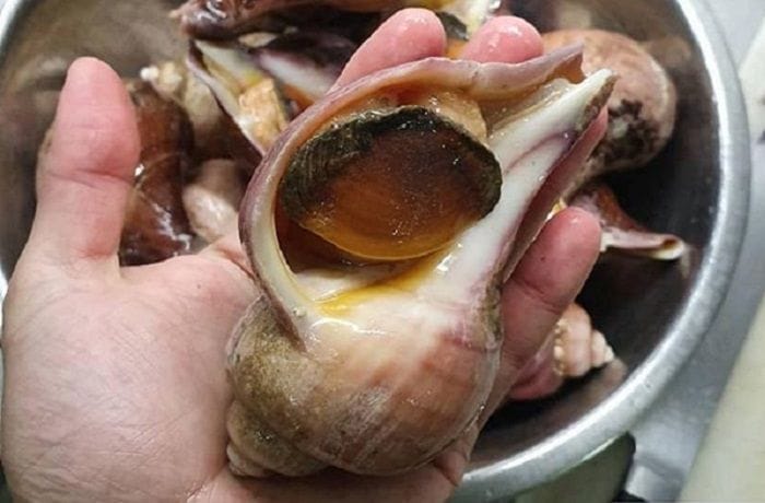 Receta de entrada de caracol trumulco chileno
