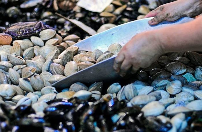 Cómo conservar mariscos en Semana Santa: Guía para mantenerlos frescos Recetas con mariscos fáciles y rápidas - Comidas Chilenas