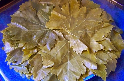 Hojas de parra
