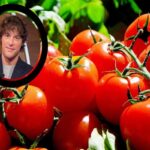 Cómo elegir un buen tomate según Jordi Cruz: cinco claves que marcan la diferencia